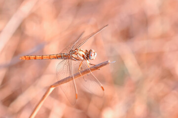 Macro shots, Beautiful nature scene dragonfly.   