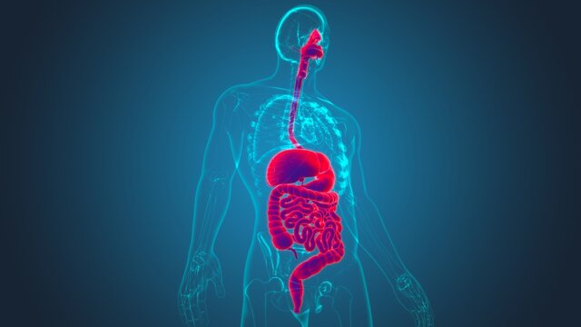 Human Digestive System Anatomy For Medical Concept 3D