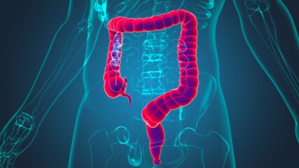 Large Intestine 3D Illustration Human Digestive System Anatomy