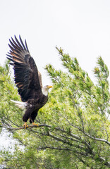 Eagle