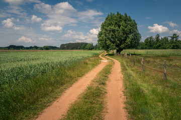 Dirt road and tree in the Liwiec river valley near Korytnica, Masovia, Poland