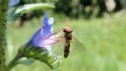 Detailed close up super macro photograph of Hoverfly Syrphid sucking nectar off a lila flower 
