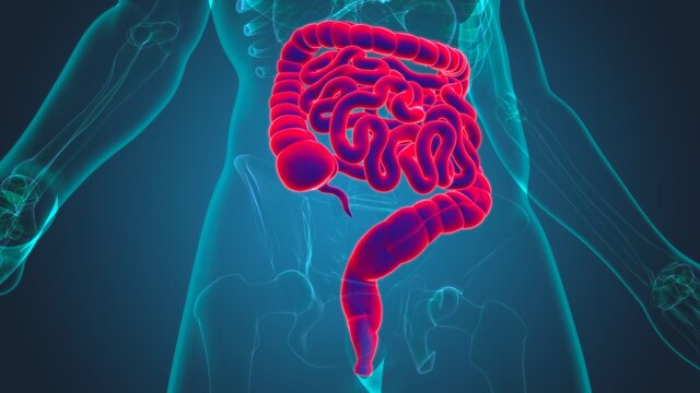 Small and large Intestine 3D Illustration Human Digestive System Anatomy