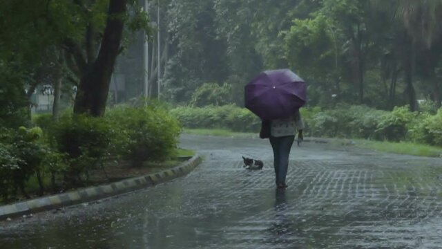 Single female under one umbrella, walking through path with green trees on both sides under rainfall. Slow motion Indian monsoon footage.