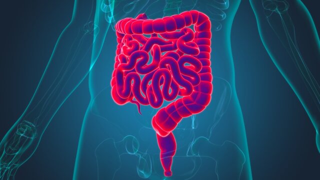 Small and large Intestine 3D Illustration Human Digestive System Anatomy