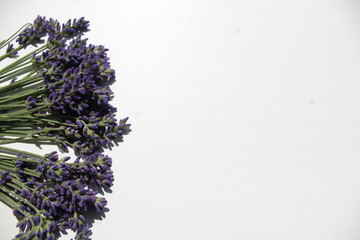 lavender plants on the edges right left or from a corner on a white background with a place to insert text