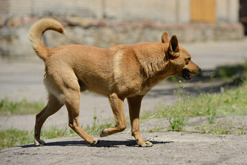 Red stray purebred dog runs on the road against the backdrop of a construction site
