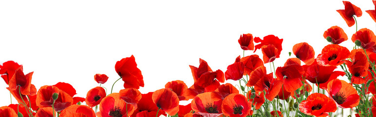 Beautiful red poppy flowers on white background. Banner design