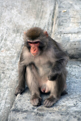Baby macaque portrait