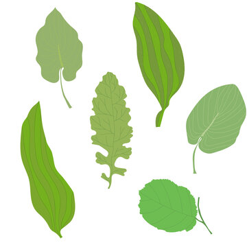 Set of summer plants. Green leaves of grass. Vector image Isolated elements on a white background