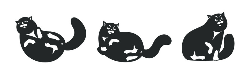 a fat funny cat sleeps sweetly pleased, wakes up in surprise, sits and takes offense swears