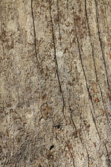 Old wood texture. Polish Bieszczady mountains, Solina reservoir. Polanczyk village, tree trunk on the banks of the lagoon. 