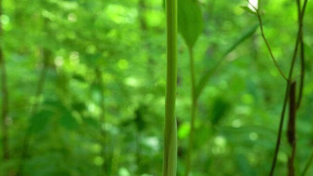 Close up shooting of Polygonatum (Solomon's Seal) in the forest. Selective focus. Shallow depth of field. 