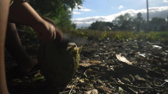 authentic video of man's hand cutting coconut with machete knife, Havana, Cuba. Environment, sustainability, ecology, conservation and food concept. Man opens coconut shell with coconut water.