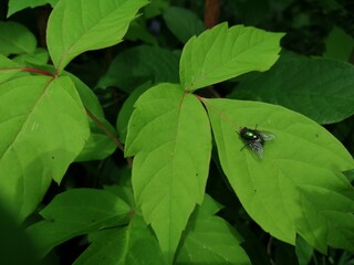 ladybird on leaf
