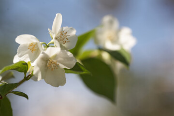 Obraz premium Jasmine Flowers Blossom In Warm Summer Light