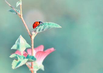 Beautiful ladybug on leaf defocused background