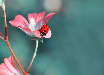 Beautiful ladybug on leaf defocused background