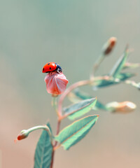 Beautiful ladybug on leaf defocused background © blackdiamond67