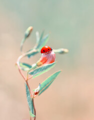 Beautiful ladybug on leaf defocused background