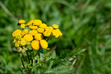 krausblättriger Rainfarn, Blüte, gelb, Natur