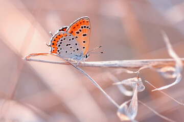 Closeup beautiful butterfly sitting on the flower in a summer garden