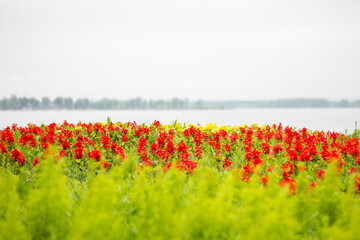 field of poppies