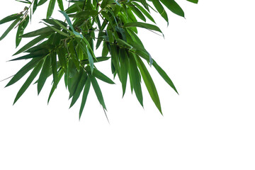 Bamboo leaves on a white background.