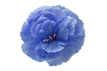 Blue flower on a white background for designers