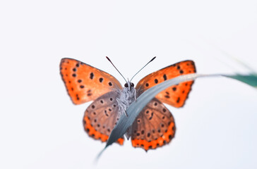 Closeup beautiful butterfly sitting on the flower in a summer garden