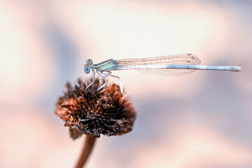Macro shots, Beautiful nature scene dragonfly.   