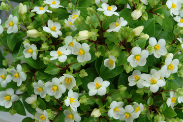 A close up of white flowers of Begonia semperflorens-cultorum (group of wax or fibrous rooted begonias) with bright green leaves