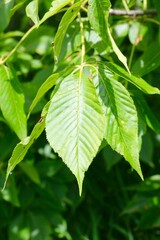 A close view of the bright green leaves in the sunlight.