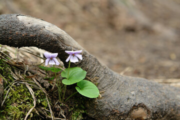 A close up of two delicate lilac flowers of viola epipsila (dwarf marsh violet'), growing in area...