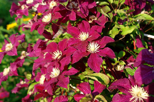 A close up of velvety crimson-purple clematis flowers of the 'Rouge Cardinal' variety (Late Large-flowered Group) in dew in the garden on a bright sunny morning 