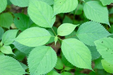 A close view of the bright green leaves on the tree branch.