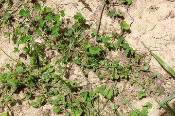 A close view of the grass on the dry dirt ground.