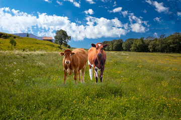 Fototapeta na wymiar Cows grazing on the Helgeland coast in Nordland county