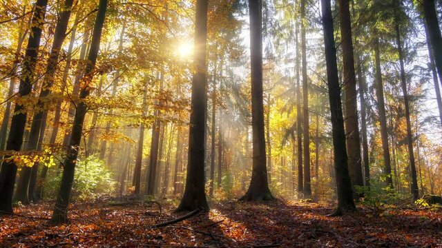 Gorgeous autumn forest scenery, time lapse footage showing the sun casting beautiful light and shadows through wafts of mist