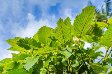 Mitragyna speciosa korth (kratom) grows in the south of Thailand.,Thailand,herb. a drug from plant to a category 5 in thailand.