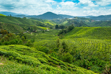 Fototapeta na wymiar View of tea plantations in Malaysia