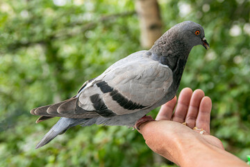 Dove. Dove sits on a hand. In the palm of food for the pigeon.