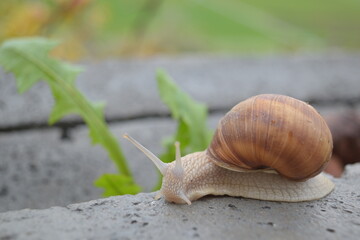 Weinbergschnecke