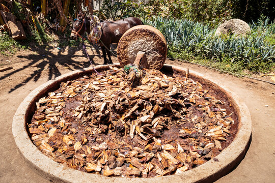Horizontal view of roasted hearts of agave plants or pi&ntilde;as crushed by grinding mill with stone wheel pulled by working donkey or mule. Distillation of Mezcal, alcoholic beverage making-process