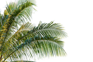 Fototapeta na wymiar leaves of coconut tree isolated on white background, clipping path included 