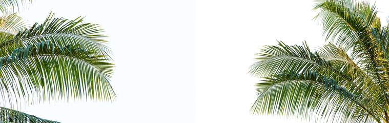 leaves of coconut tree isolated on white background, clipping path included
