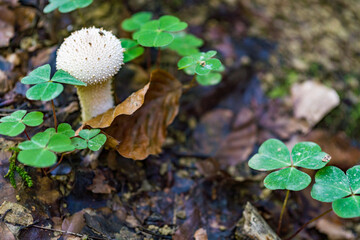 magical mushrooms in the fall