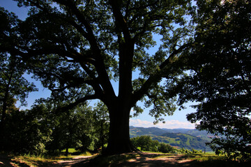 Imponente quercia centenaria in controluce in un paesaggio collinare, si staglia sul cielo azzurro intenso in una giornata d’estate