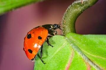 Ladybug with water drops slides from a leaf on a stalk.