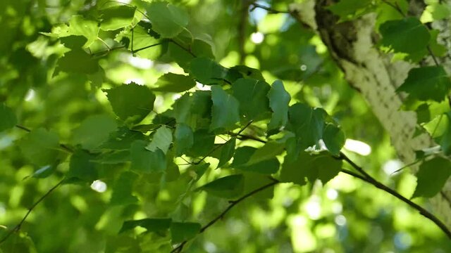 Branches with green birch leaves swing the summer wind on a clear June day